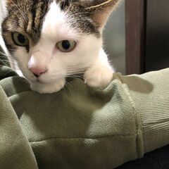 【猫　推定10歳】里親さん募集します(みー♀：人懐っこさでは負けません) - 猫