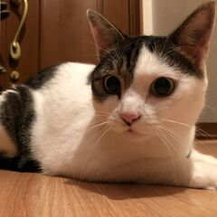 【猫　推定10歳】里親さん募集します(みー♀：人懐っこさでは負けません) - 西尾市
