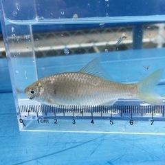 日淡好きでガサガサしてる方いませんか？ − 茨城県