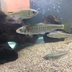 日淡好きでガサガサしてる方いませんか？