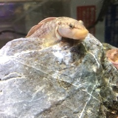 日淡好きでガサガサしてる方いませんか？ - 守谷市