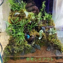 レイアウト水槽　テラリウム・コケリウム　オーダー受け付けます。