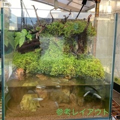 レイアウト水槽　テラリウム・コケリウム　オーダー受け付けます。
