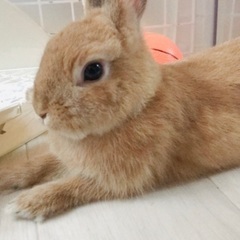 2歳、女の子、避妊済です。