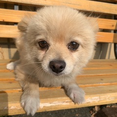 　ポメラニアン　♀ 里親募集中 - 犬