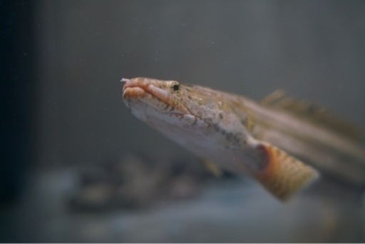 ポリプテルスビキールビキール シャリ川産 37cm±