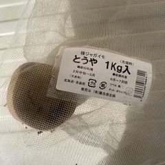 じゃがいも種芋【とうや】