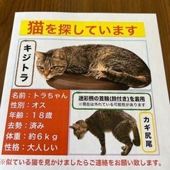 迷子猫！1/27東大阪市山手町で行方不明！