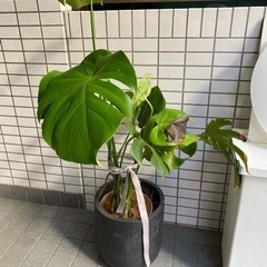 モンステラ　植木鉢