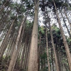 【成約済】山林物件　京都府亀岡市 - 不動産