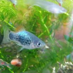 ブルータキシードミッキーマウスプラティあげますの画像