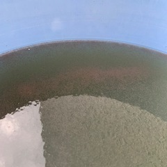 タマミジンコ　稚魚　などに