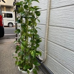 観葉植物　ポトスタワー