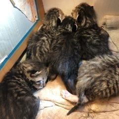 生まれたて子猫の里親募集します。