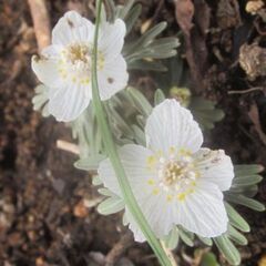 第1回の山野草栽培講習会をします − 愛知県