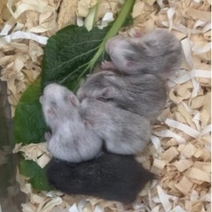 【募集終了】2022/2/17生　ハムスターの赤ちゃん