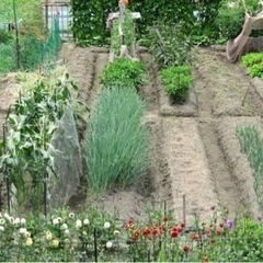 家庭菜園のお手伝いをさせて頂きます！🌱