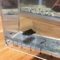 日淡好きの生存確認してみました…。 - 守谷市