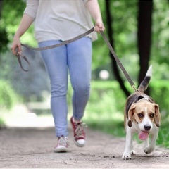 犬の首輪 リード  係留用ケーブル  3種類の長さに調整可能  錆び付かないの画像