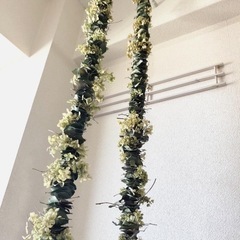 ポポラスmjaの画像