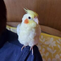 海老名市で迷子　オカメインコ　ルチノー