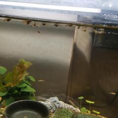 (取引中)グッピーフラミンゴ稚魚15匹の画像