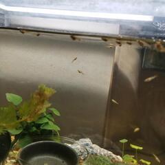 (取引中)グッピーフラミンゴ稚魚15匹の画像