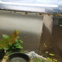 (取引中)グッピーフラミンゴ稚魚15匹の画像