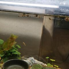 (取引中)グッピーフラミンゴ稚魚15匹の画像
