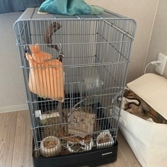 4ヶ月のフクロモモンガ - 里親募集