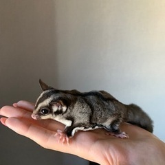 4ヶ月のフクロモモンガ − 広島県