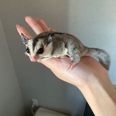 4ヶ月のフクロモモンガ - 広島市