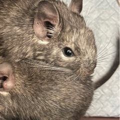 デグー オス