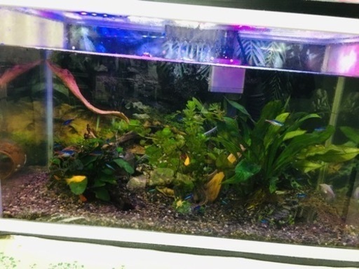 水槽 60 cm