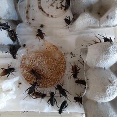 クロコオロギ　生き餌
