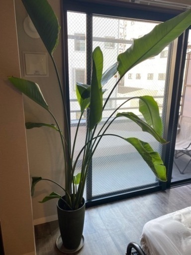 ☆受け渡し予定者決まりました☆オーガスタ　観葉植物