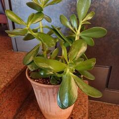 金のなる木  多肉植物