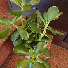 金のなる木  多肉植物の画像