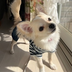 犬友募集🐶🐾❤