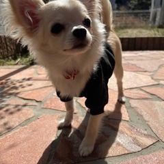 犬友募集🐶🐾❤ - 呉市