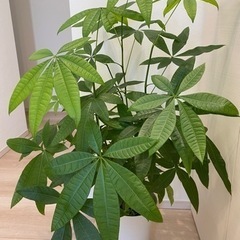 観葉植物　パキラ