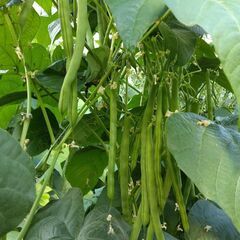 インゲンの収穫作業　有機野菜（有機JAS）の画像