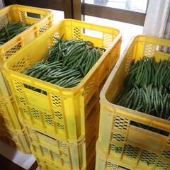 インゲンの収穫作業　有機野菜（有機JAS）の画像
