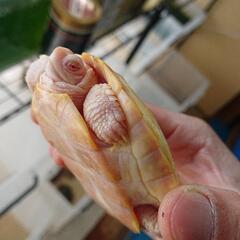 アカミミガメ アルビノの画像