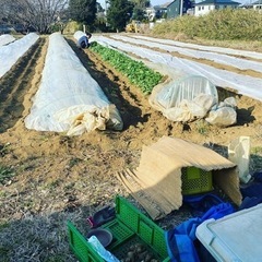 畑とか山とかサバイバル