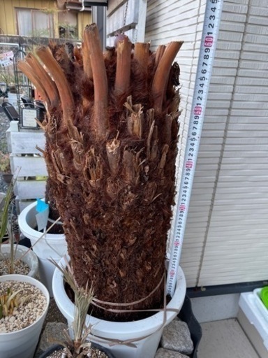 極太ディクソニア