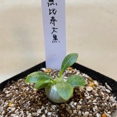パキポディウム　恵比寿大黒実生苗