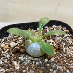 パキポディウム　恵比寿大黒実生苗の画像