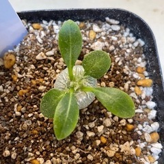 パキポディウム　恵比寿大黒実生苗の画像