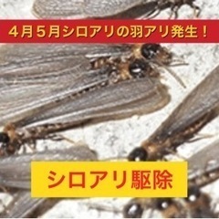 大丈夫ですか❓ゴキブリ・ネズミ・トコジラミなどの害虫駆除おまかせ下さい！の画像
